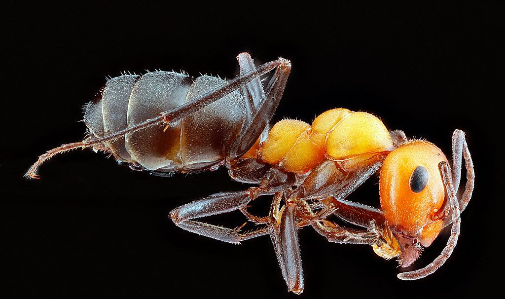 Ant Control service in Palm Desert, CA