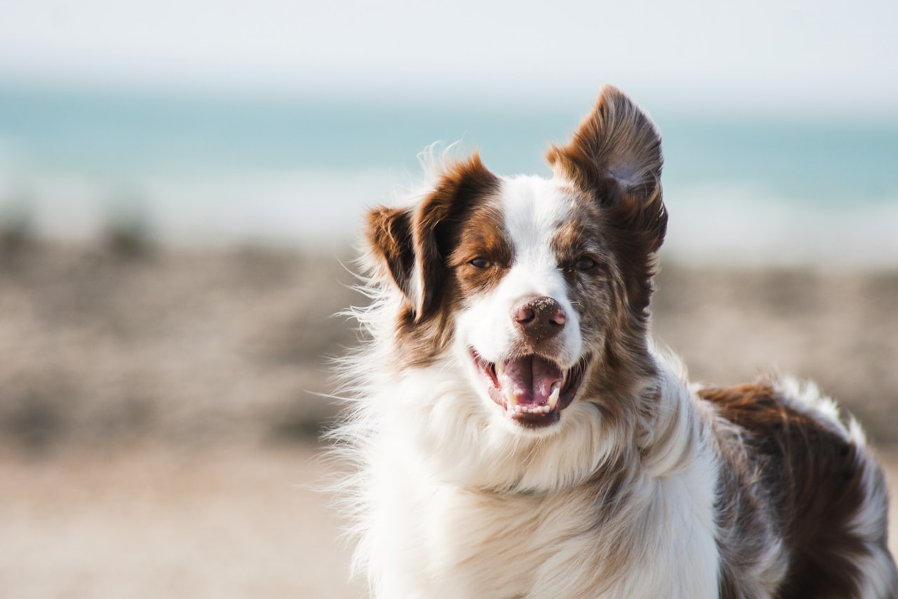 Flea & Tick Control service in Palm Desert, CA