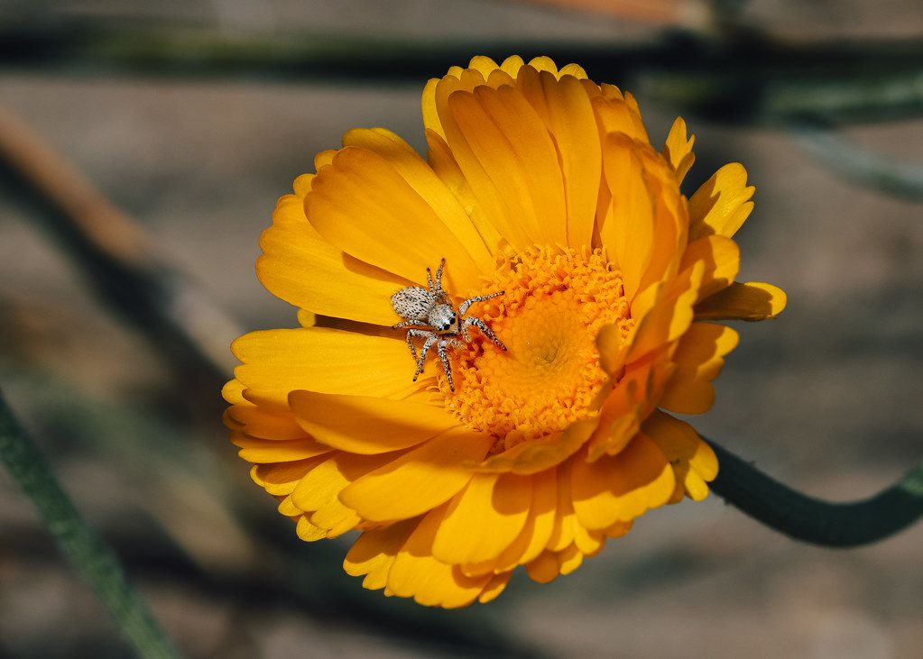 Spider Control service in Palm Desert, CA